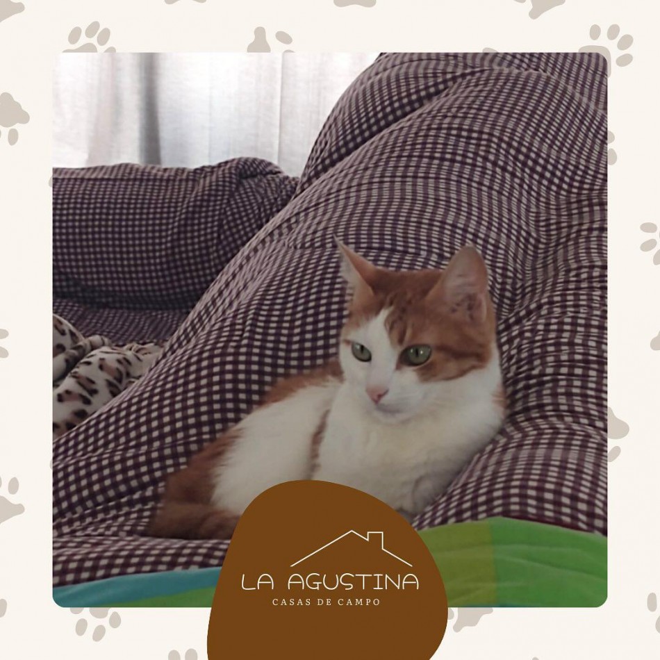 CASA QUINTA EN ALQUILER - POTRERO DE GARAY - PET FRIENDLY 